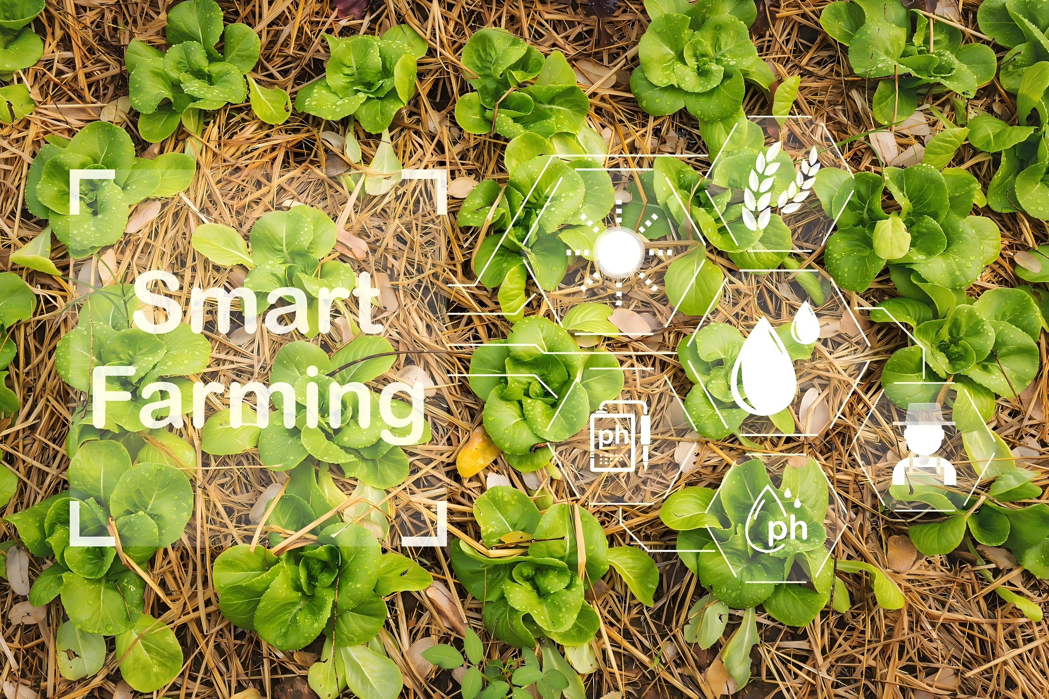 1768977816778695.jpg 11111.jpg