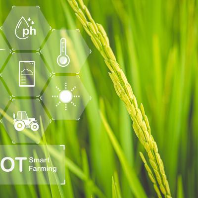 How Automatic Weather Stations Are Transforming Rice Farming